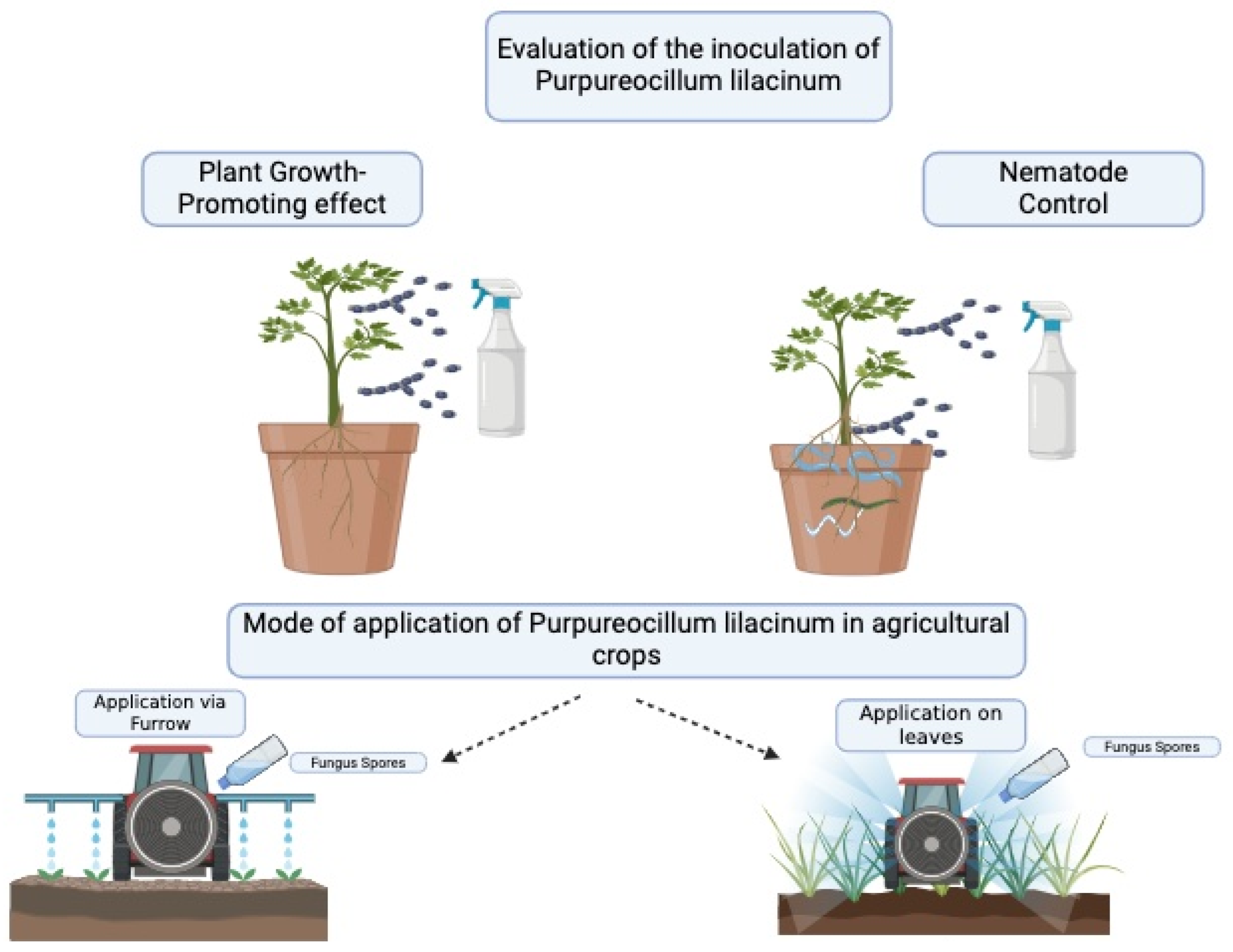 agronomy 14 01225 g002